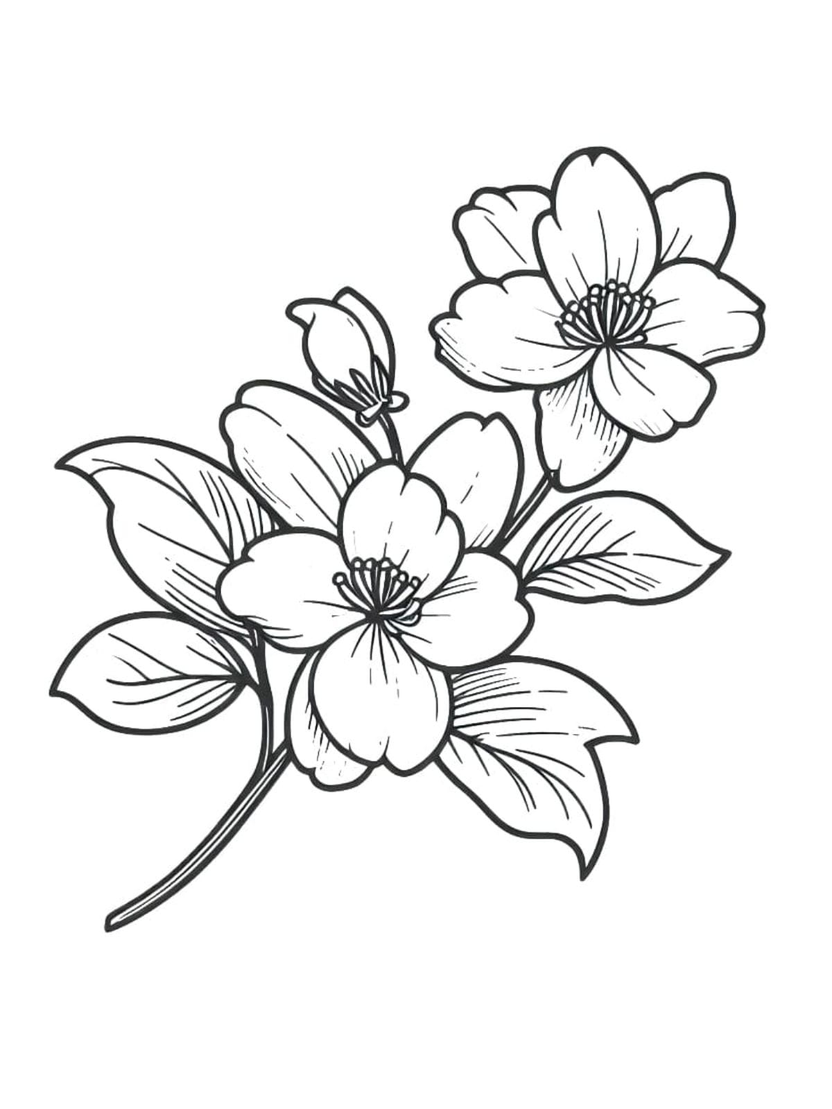 Beautiful Jasmine Flowers Coloring Page For Kids