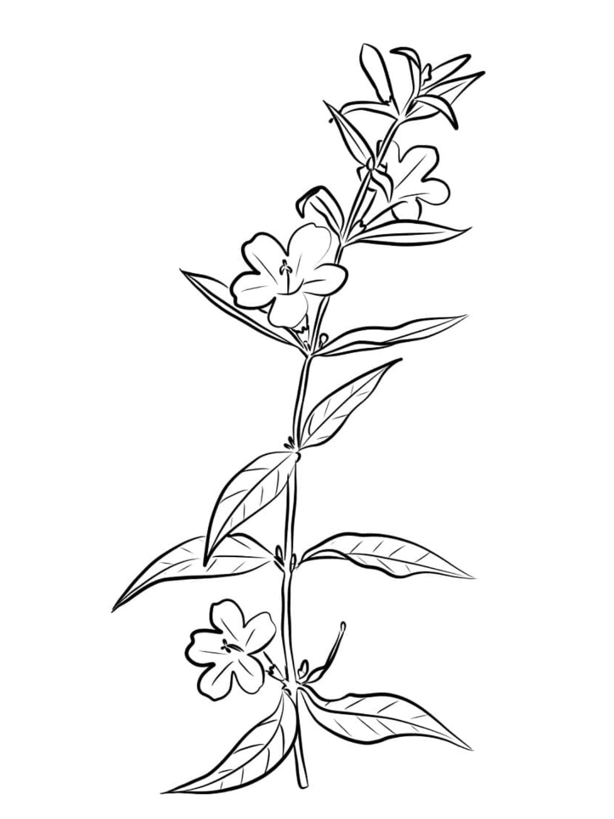 Free Jasmine Flower Coloring Page