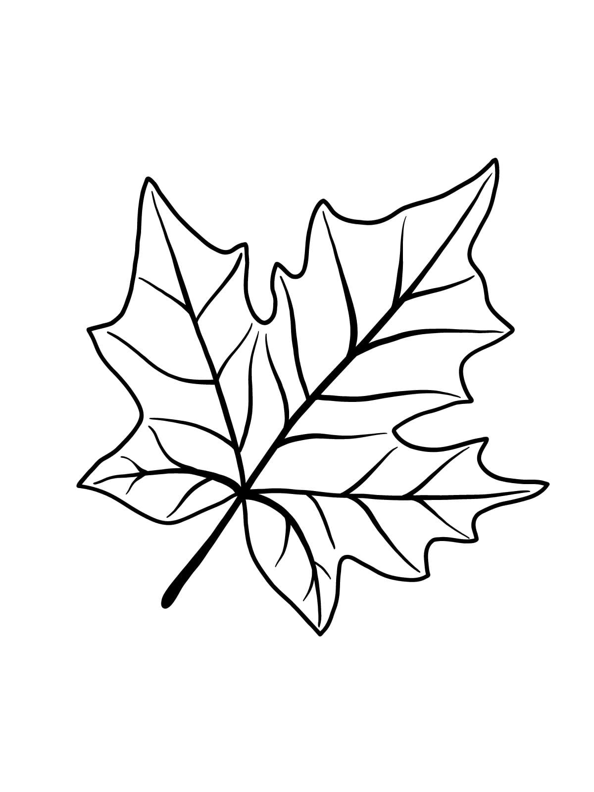 Free Printable Leaf Coloring Pages