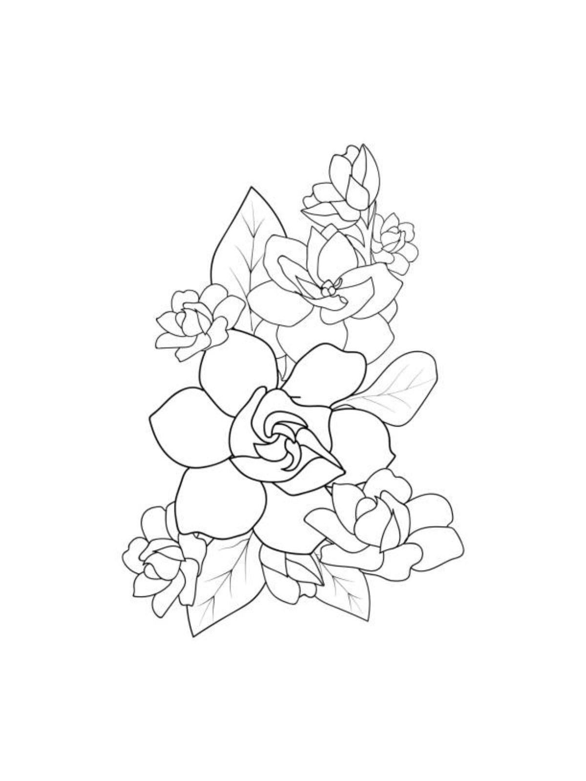 Gardenia Jasminoides Coloring Page Kids