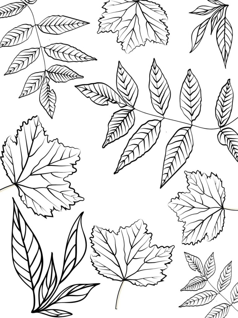 Explore colors with leaf coloring pages 🍂🖍️ - Coloringpagesforkids.net
