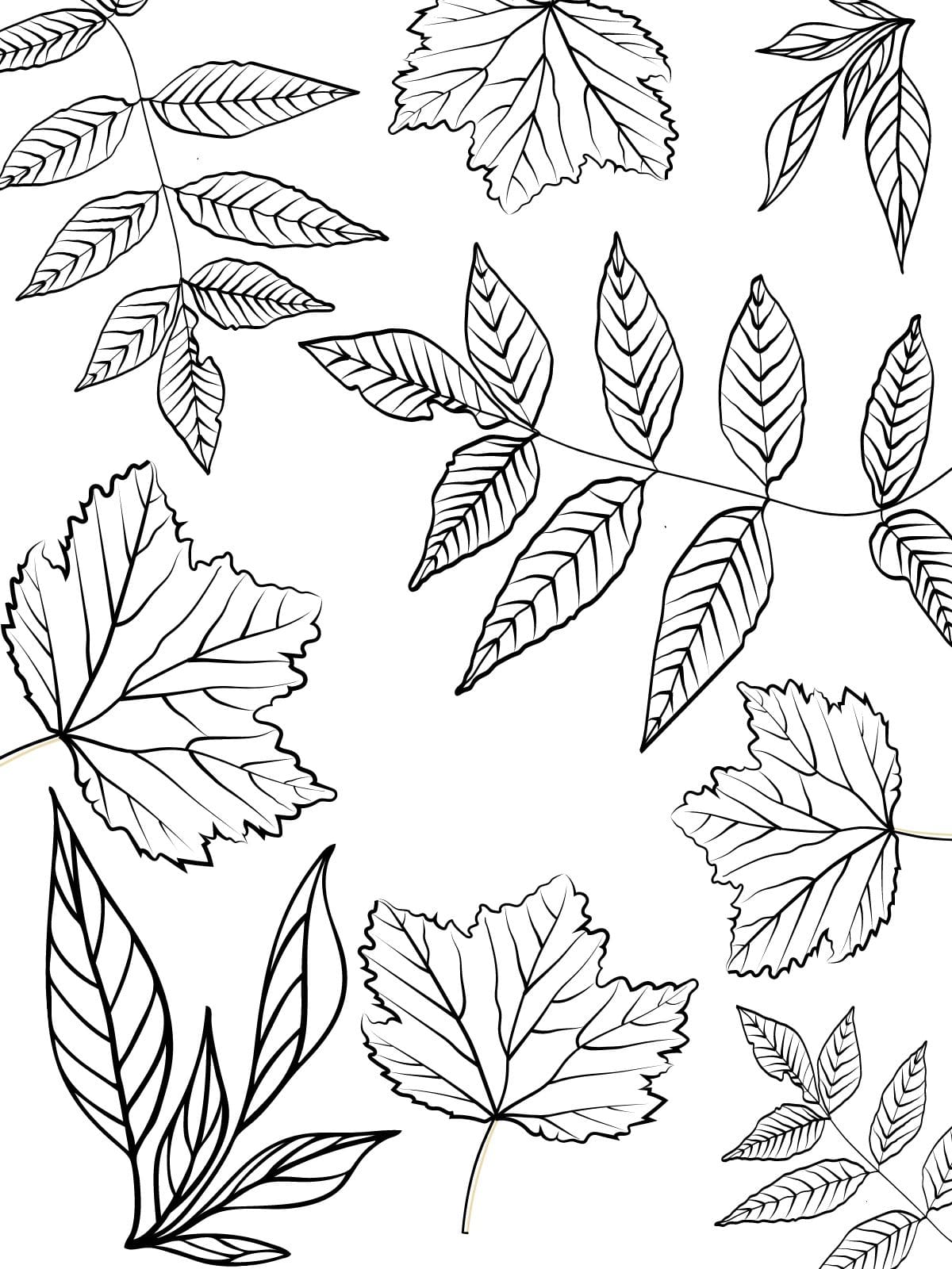 Happy Tree Leaf Coloring Pages Pdf