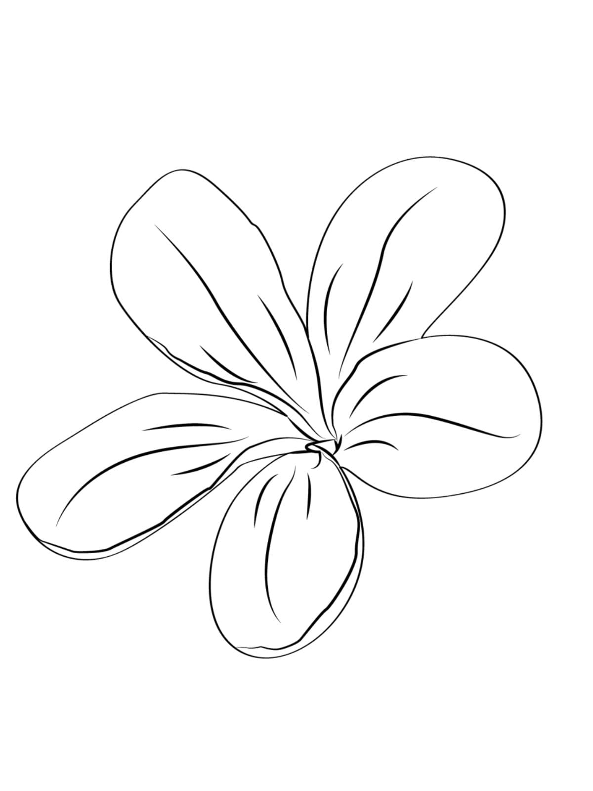 Jasmine Beautiful Flower Coloring Page For Kids