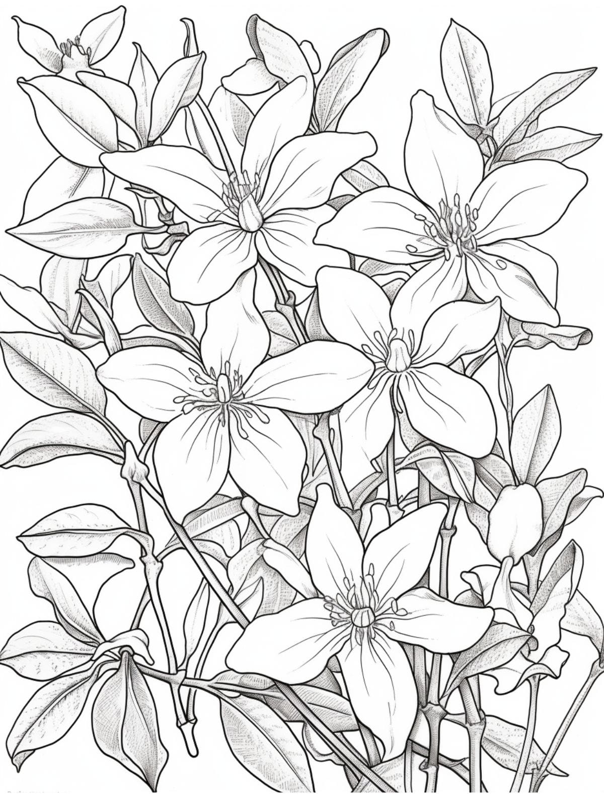 Jasmine Bush Flower Coloring Page For Kids