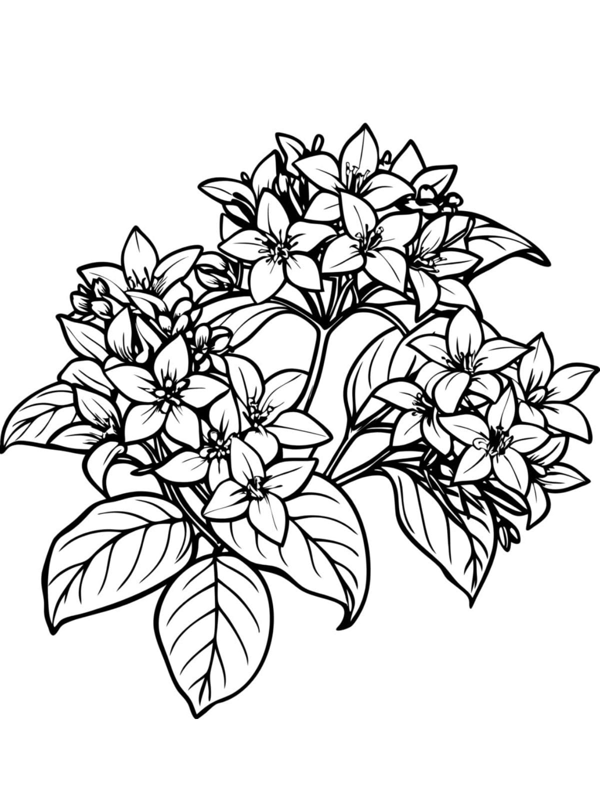 Jasmines Flower Coloring Page For Kids