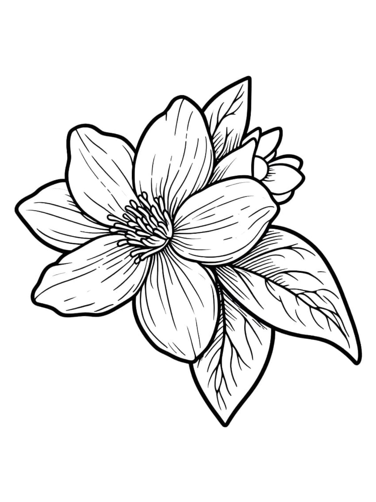 Printable Jasmine Flower Coloring Page For Kids