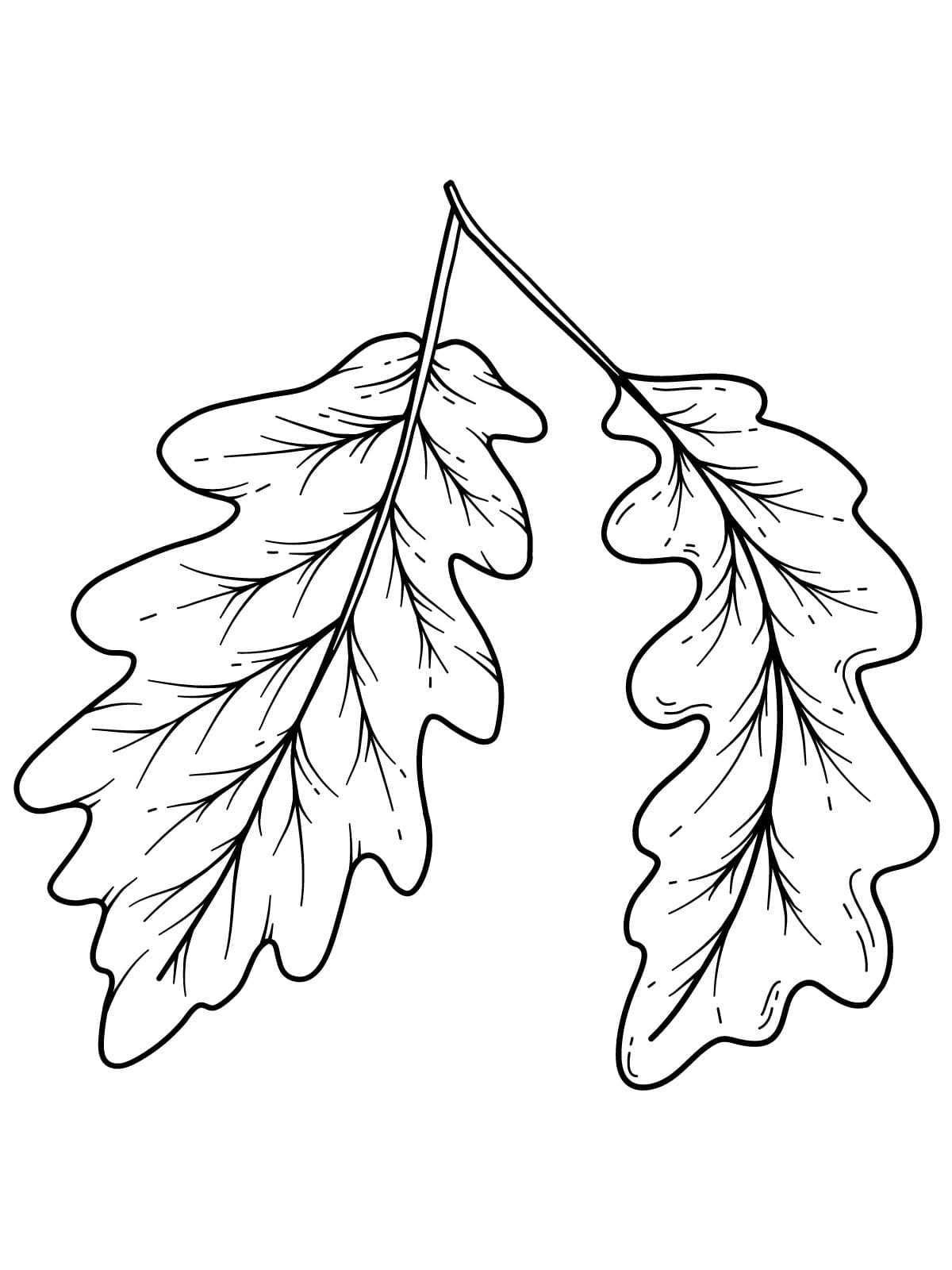 Printable Leaf Coloring Sheets For Classroom