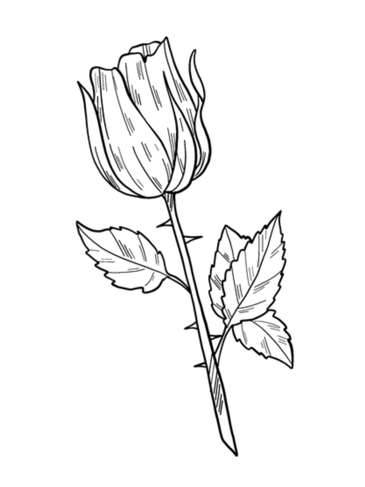 Printable Rose Coloring Pages