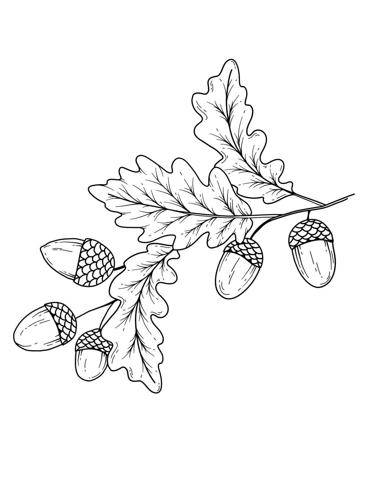 Seasonal Leaf Coloring Pages Bundle