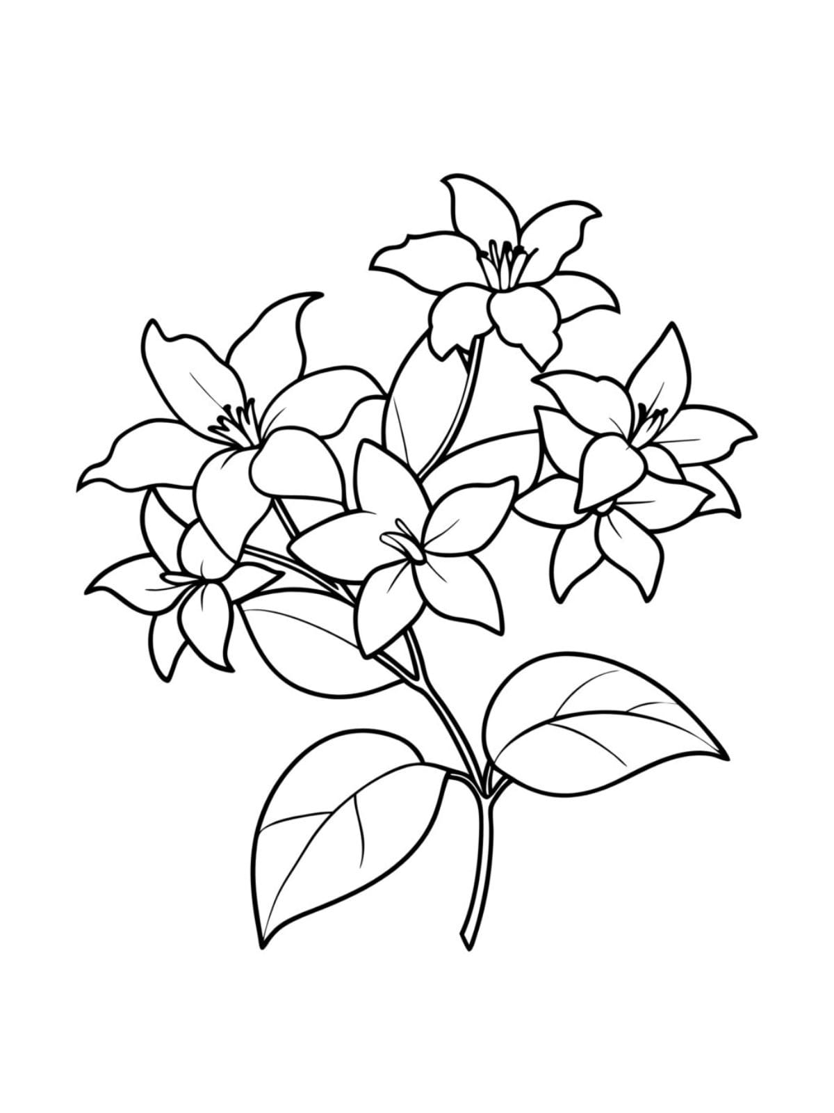 Simple Flower Jasmine Coloring Page For Kids