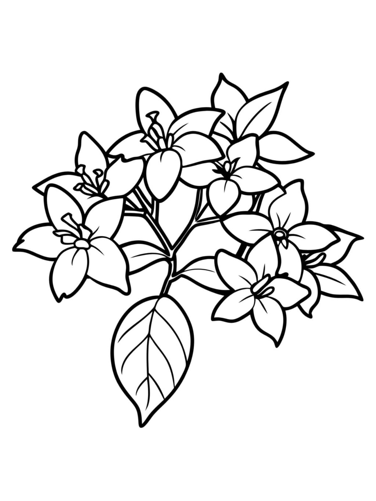 Simple Jasmine Flower Coloring Page For Kids