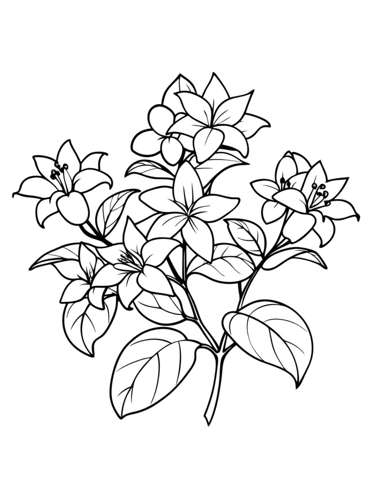 Simple Jasmine Flower Coloring Page