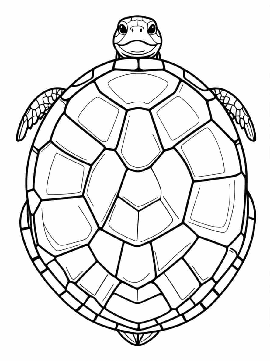 Turtle Shell To Coloring Pages