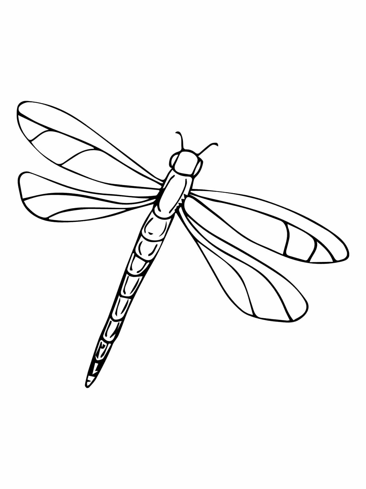 Beautiful Dragonfly Coloring Sheets