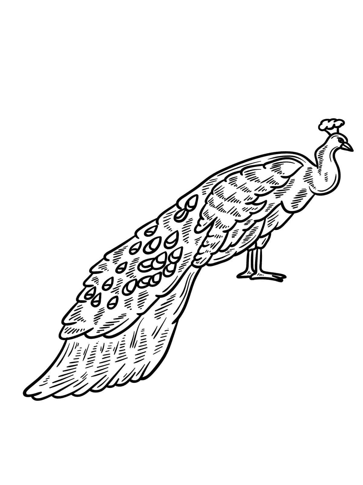 Bird In Forest Coloring Page