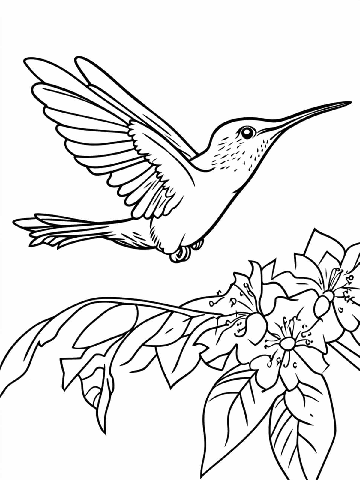 Colorful Hummingbird In Flight Coloring Pages