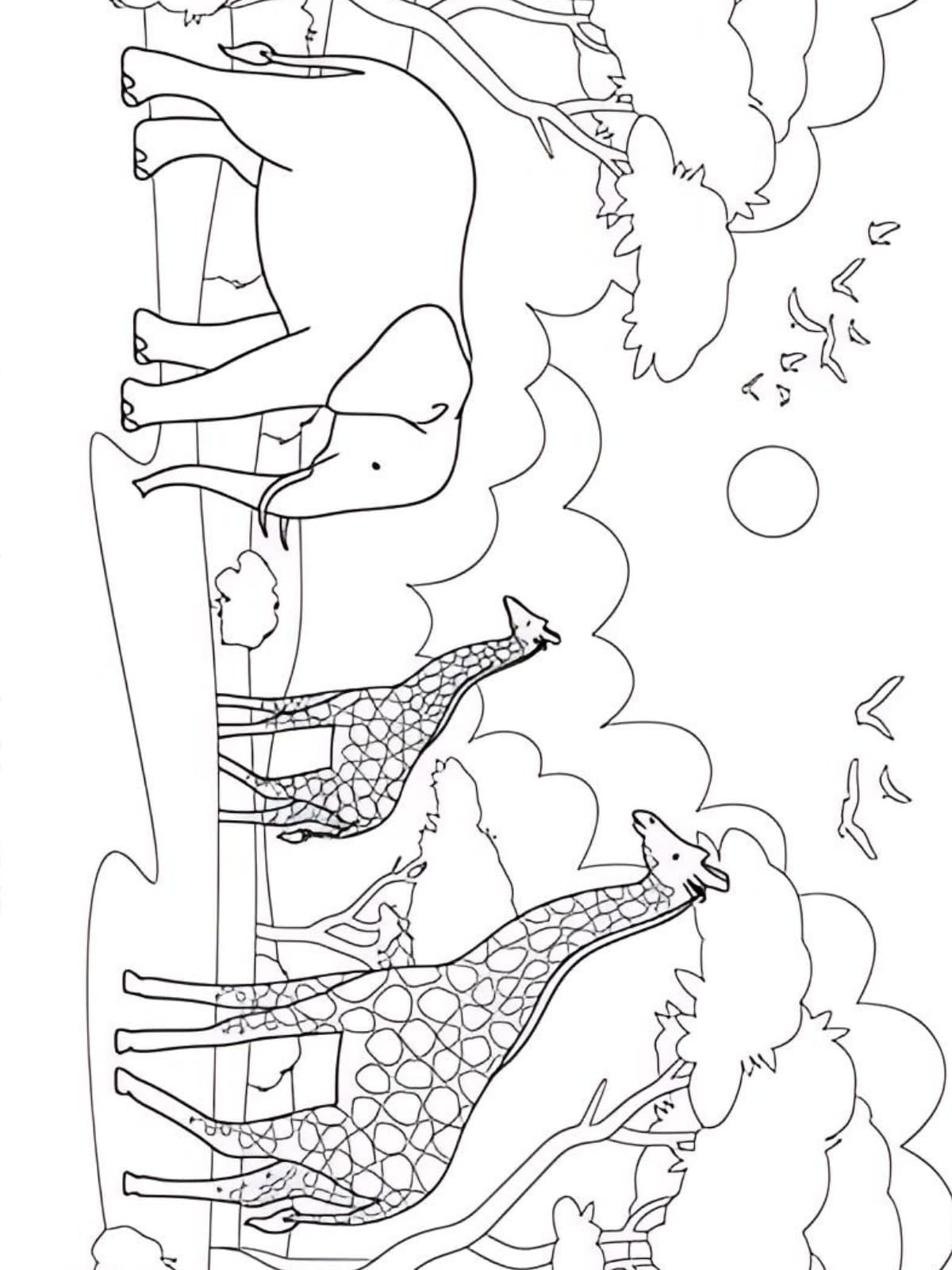 Coloring Pages Of Giraffes In Different Poses