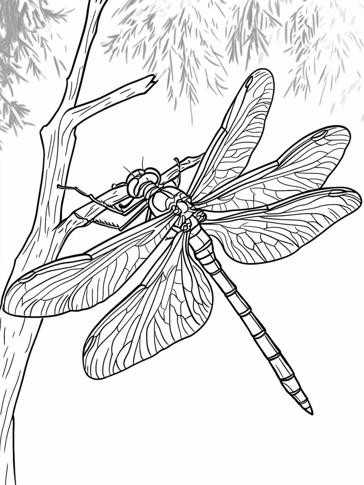 Dragonfly On A Tree Branch Coloring Page