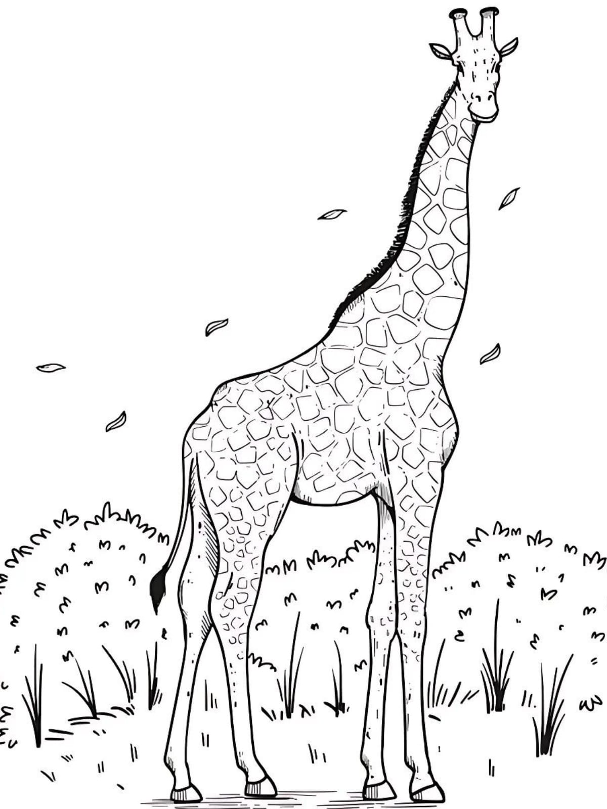 Giraffe Standing Tall Coloring Sheets