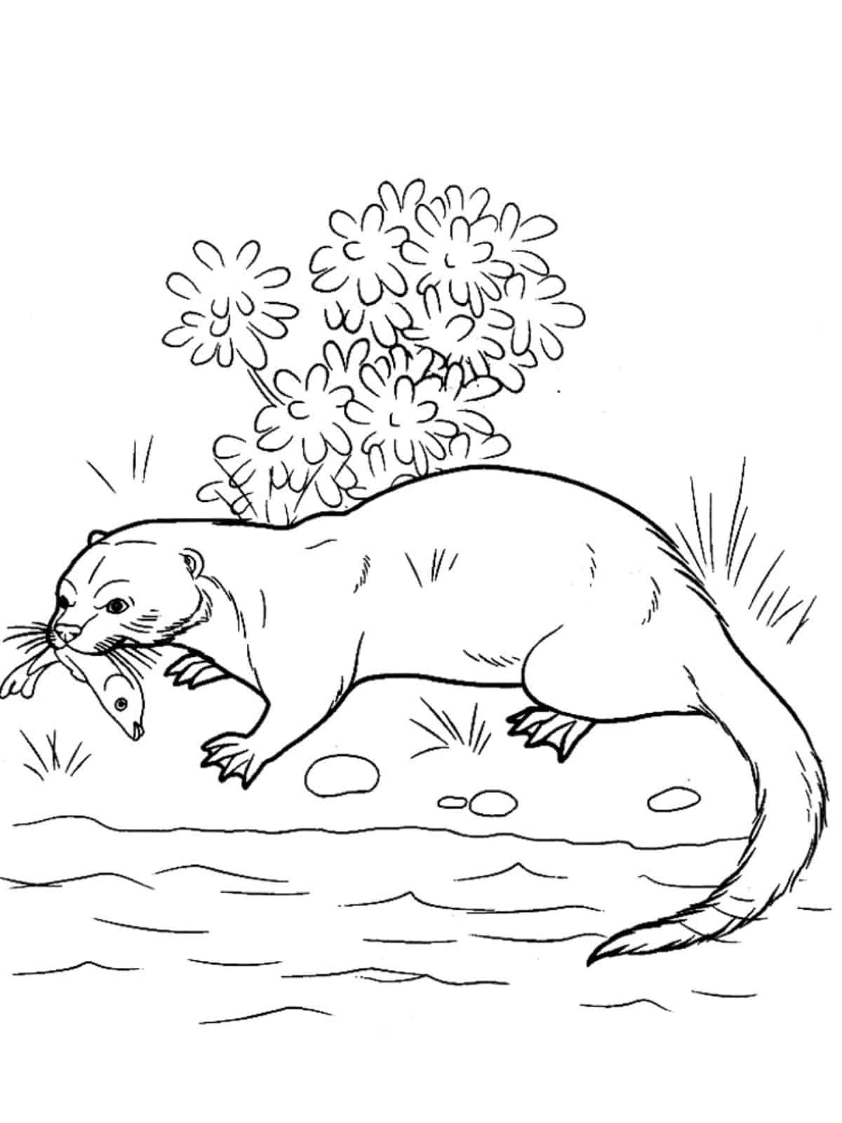 Otter With Crab Coloring Page