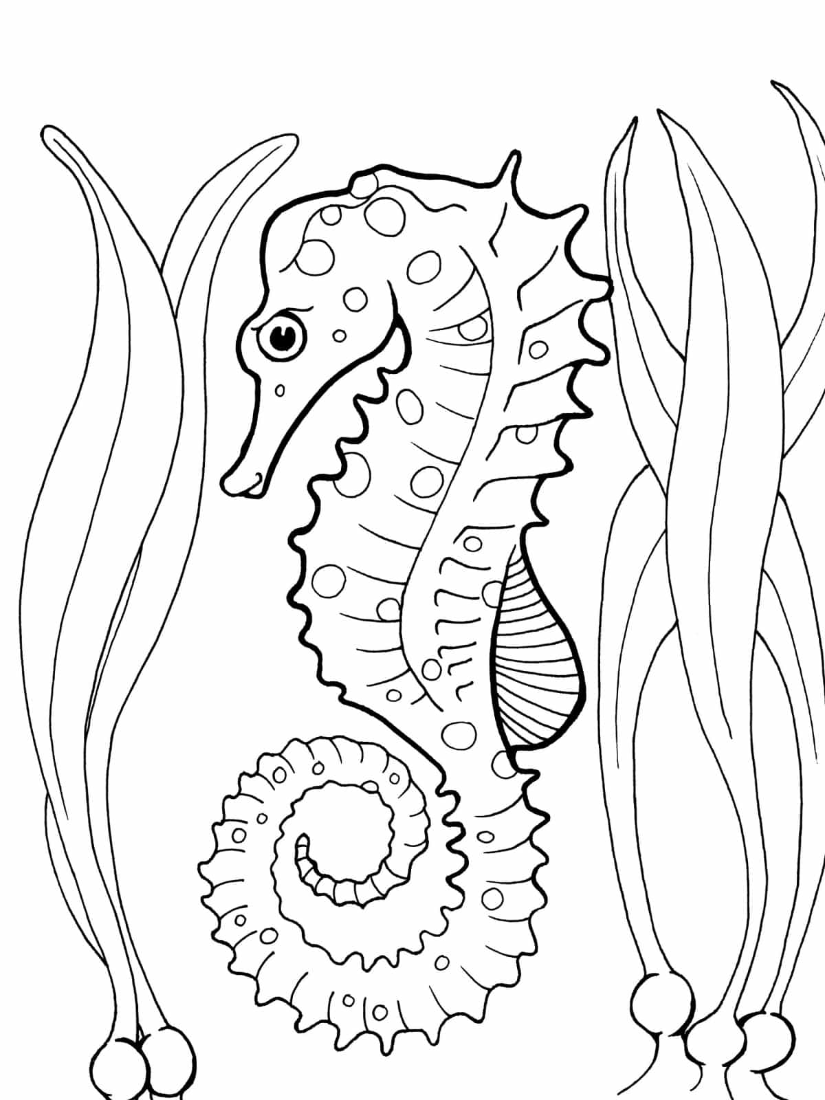 Serene Seahorse In The Reef Coloring Sheets