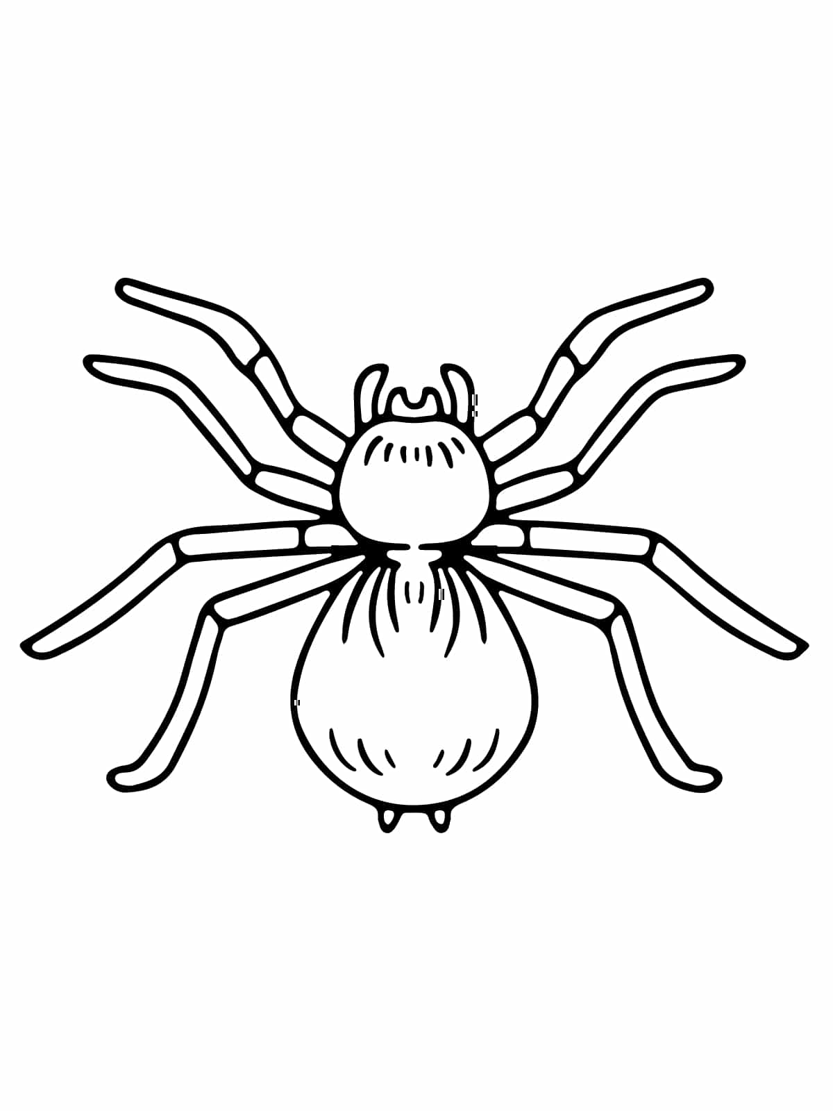 Spider With Fangs Coloring Page