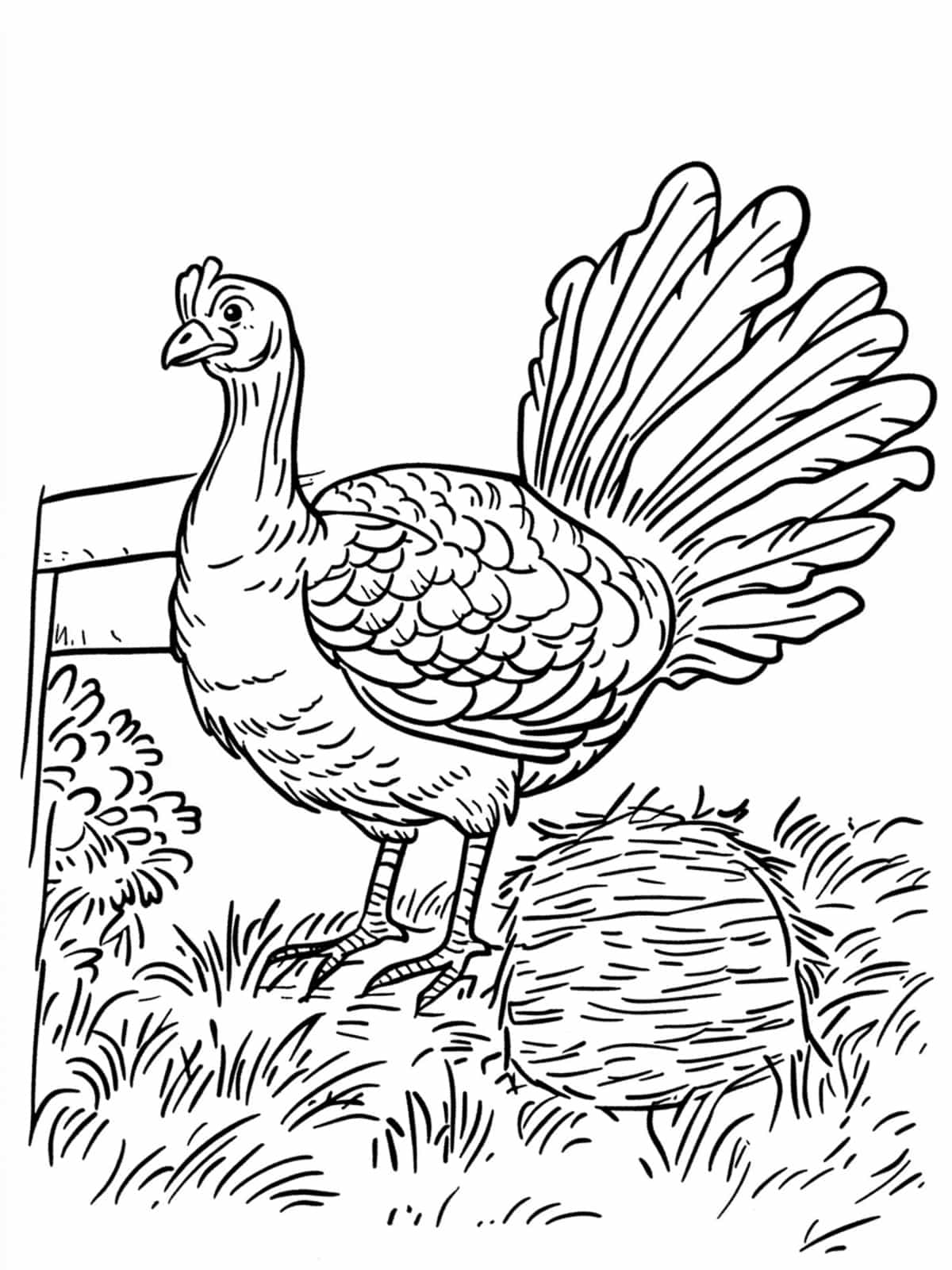 Turkey And A Haystack Coloring Page